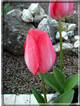 foto Tulipani